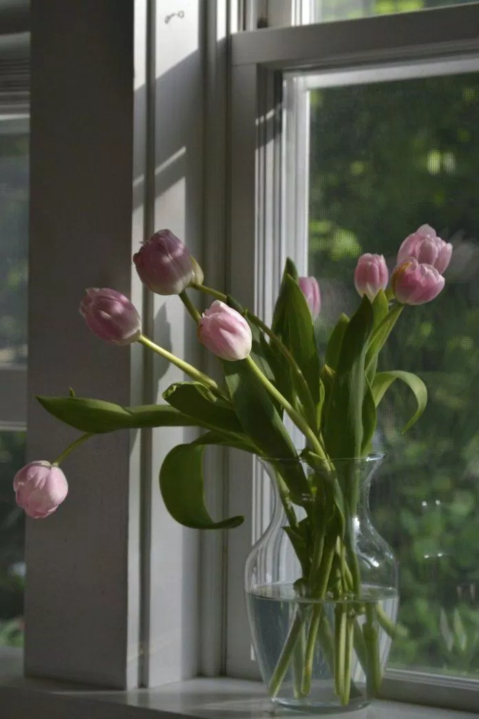 Ý nghĩa hoa tulip là gì? 999 hình nền hoa tulip chill, đẹp nhất trên Pinterest ấn tượng điện thoại hình nền hình nền hoa tulip hình nền hoa tulip chill hoa tulip hoa tulip hình nền máy tính sang trọng sự thật sự thật thú vị thanh lịch thú vị