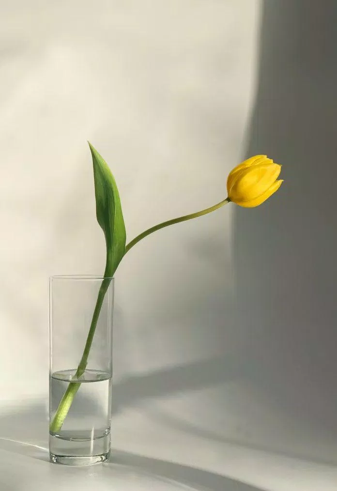 Hình nền hoa tulip cho máy tính (Ảnh: Internet)