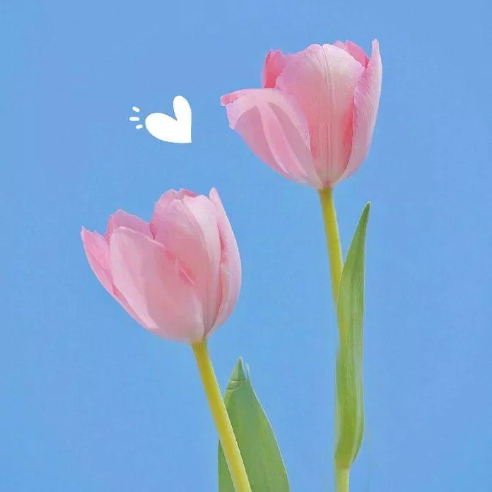 Mãn nhãn cánh đồng hoa tulip đẹp như cổ tích ở ngôi làng cổ 400 tuổi | Báo  Dân trí