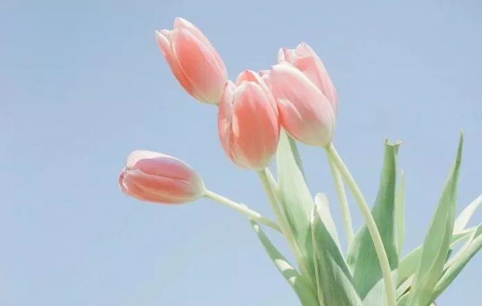 Hình nền hoa tulip cho máy tính (Ảnh: Internet)