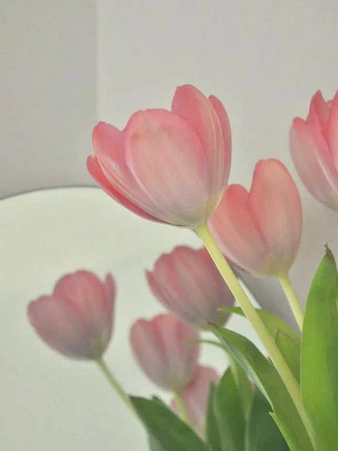 Hình nền hoa tulip cho máy tính (Ảnh: Internet)