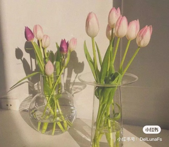 Hình nền hoa tulip cho máy tính (Ảnh: Internet)