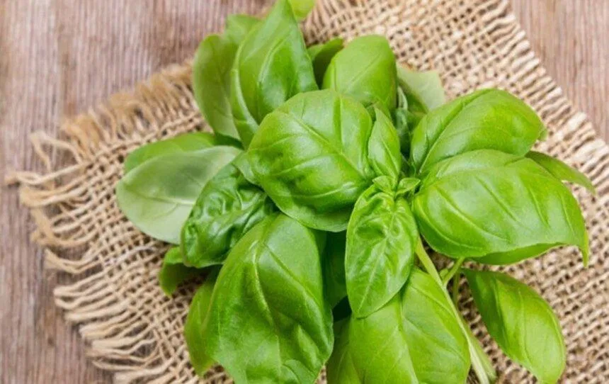 Húng tây được sử dụng rộng rãi trong nền ẩm thực thế giới (nguồn: Internet) Húng tây được sử dụng rộng rãi trong nền ẩm thực thế giới (nguồn: Internet)