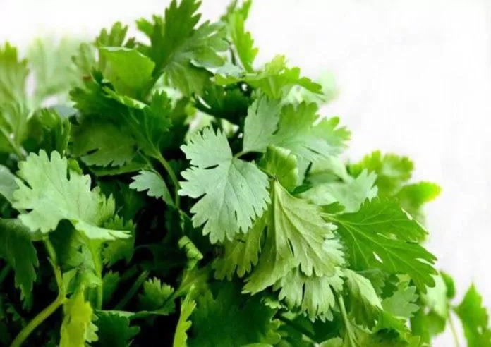 Ngò rí là loại gia vị phổ biến, được dùng trong hầu hết các nền ẩm thực trên thế giới (nguồn: Internet) Ngò rí là loại gia vị phổ biến, được dùng trong hầu hết các nền ẩm thực trên thế giới (nguồn: Internet)