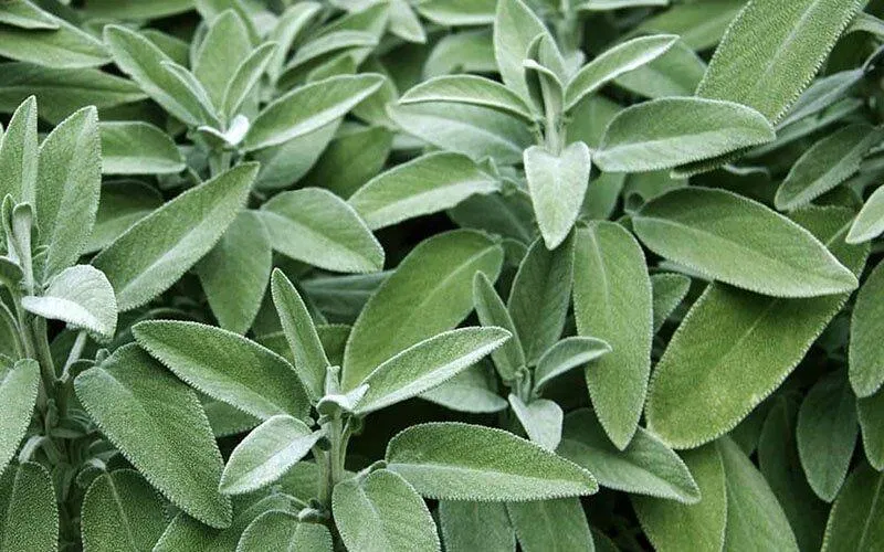 Lá xô thơm là loại thực vật có tính thảo dược cao (nguồn: Internet) Lá xô thơm là loại thực vật có tính thảo dược cao (nguồn: Internet)