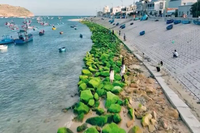 Nhơn Hải với những mỏm đá rêu xanh (Ảnh: Internet)