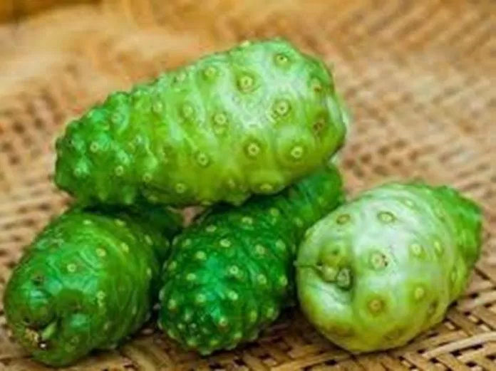 Trái nhàu đem lại lợi ích sức khoẻ như thế nào?( Nguồn: Internet) Trái nhàu đem lại lợi ích sức khoẻ như thế nào?( Nguồn: Internet)