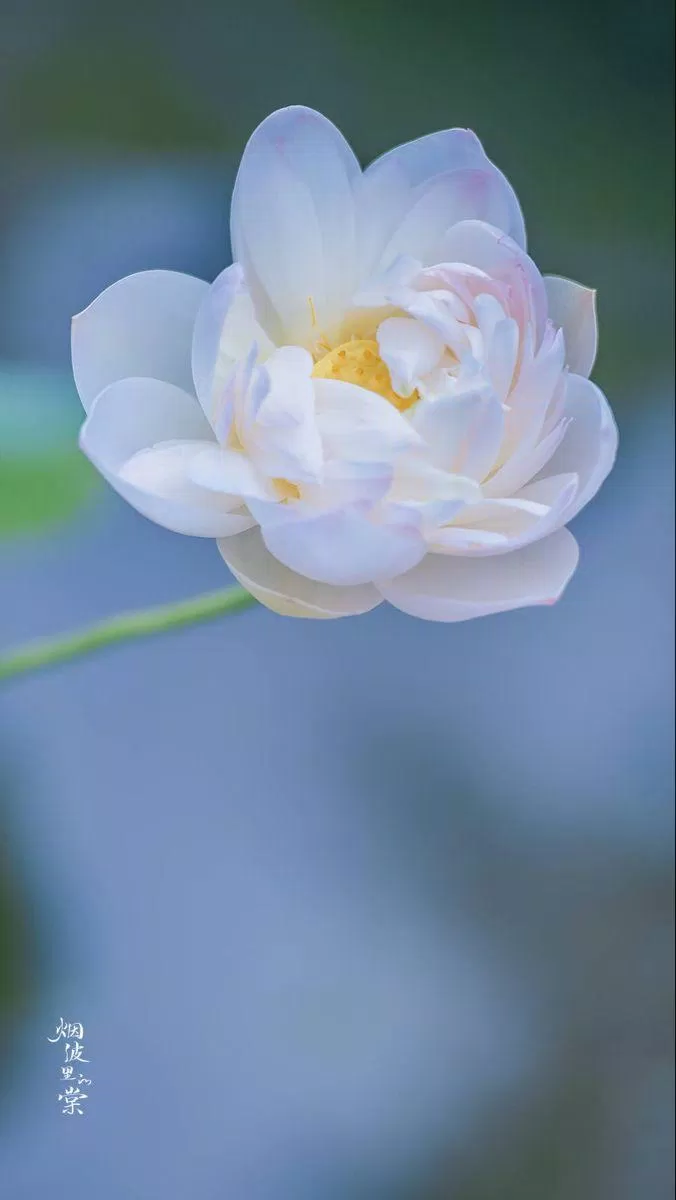Hình ảnh hoa sen trắng đẹp (Ảnh: Internet)