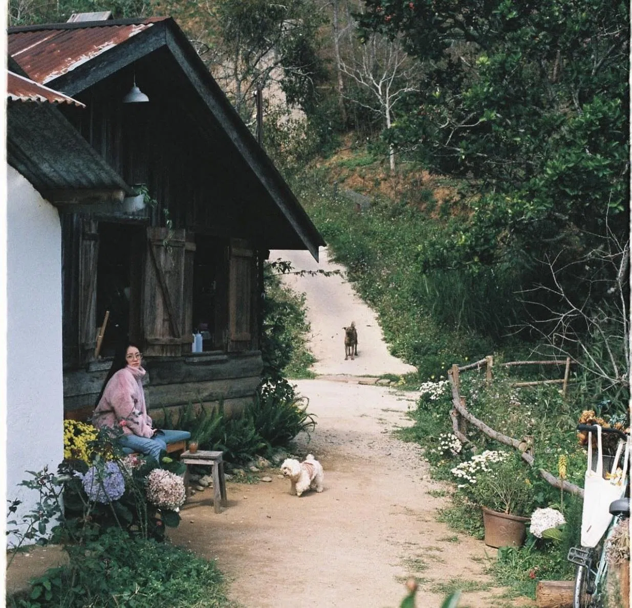 Cây Cam Ngọt. (Nguồn ảnh: Internet)