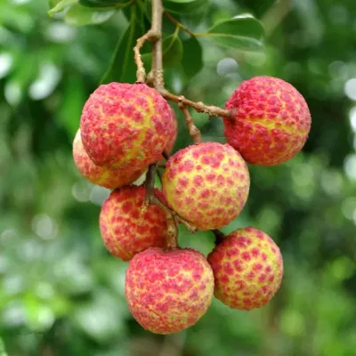“mặt trên đỏ như chu sa, mặt dưới xanh như sóng biếc”.