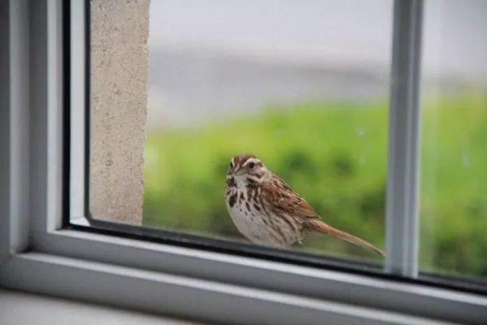 Chim bay vào nhà tốt hay xấu? (Ảnh: Internet)
