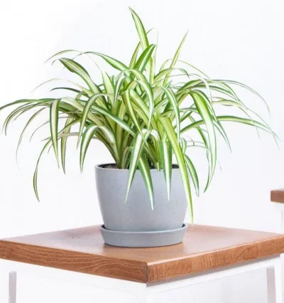 Cây cỏ lan chi (Ảnh: Internet) Cây cỏ lan chi (Ảnh: Internet)