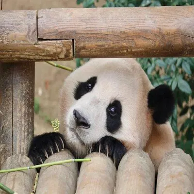 FuBao tại không gian sống Everland (Nguồn: Internet)