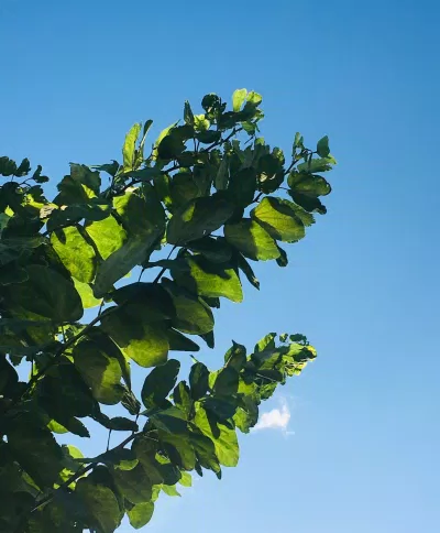 Hãy bảo tồn không gian xanh của chúng ta vì lợi ích của các thế hệ hiện tại và tương lai. (Nguồn: Internet) Hãy bảo tồn không gian xanh của chúng ta vì lợi ích của các thế hệ hiện tại và tương lai. (Nguồn: Internet)