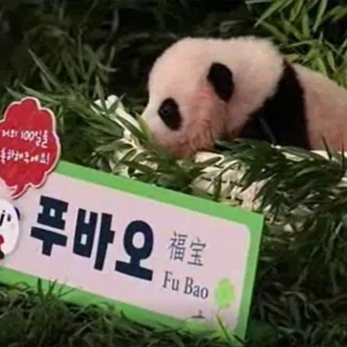 Gấu trúc Fu Bao được sinh ra tại Hàn Quốc bởi cặp bố mẹ được Trung Quốc cho mượn (Nguồn: Internet) Gấu trúc Fu Bao được sinh ra tại Hàn Quốc bởi cặp bố mẹ được Trung Quốc cho mượn (Nguồn: Internet)
