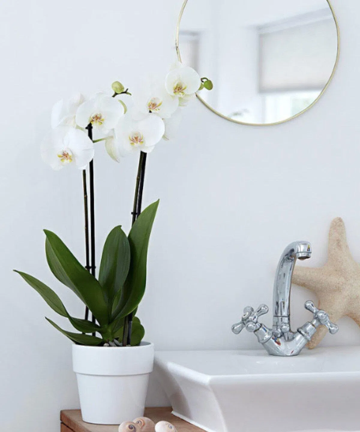 Hoa lan (Ảnh: Internet) Hoa lan (Ảnh: Internet)