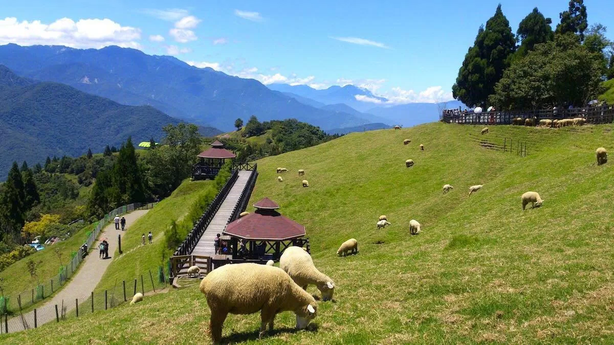 Nông trại Cừu Cingjing Farm (Ảnh: Internet)