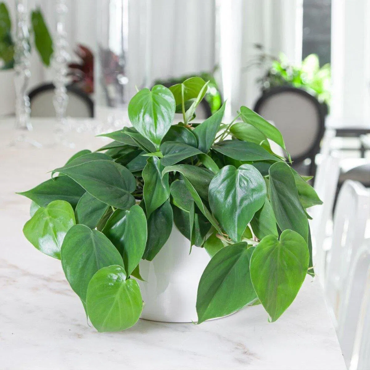 Cây trầu lục lăng (Ảnh: Internet) Cây trầu lục lăng (Ảnh: Internet)