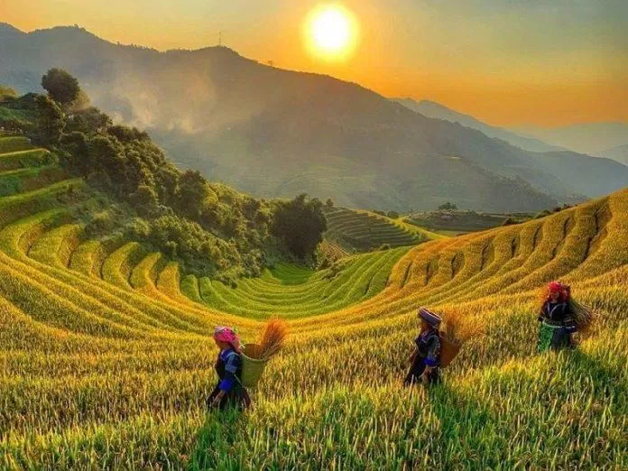 Ruộng bậc thang Bản Phùng (Nguồn: Internet) Ruộng bậc thang Bản Phùng (Nguồn: Internet)