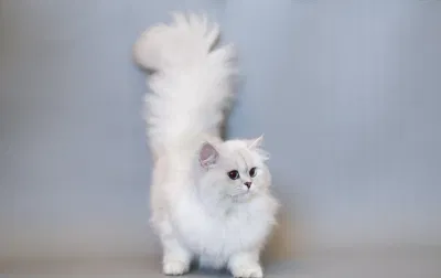 Mèo Anh lông dài (Nguồn ảnh: Internet) Mèo Anh lông dài (Nguồn ảnh: Internet)