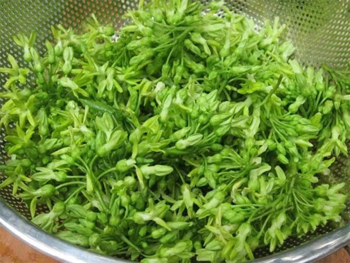 Sử dụng thiên lý để điều trị bệnh. (Nguồn: Internet) Sử dụng thiên lý để điều trị bệnh. (Nguồn: Internet)