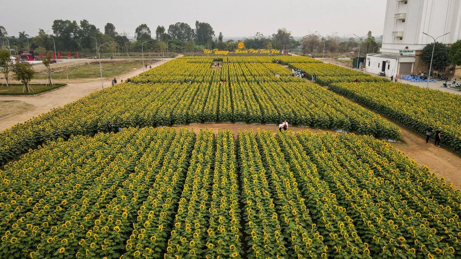 Cánh đồng hoa hướng dương (Nguồn: Internet) Cánh đồng hoa hướng dương (Nguồn: Internet)