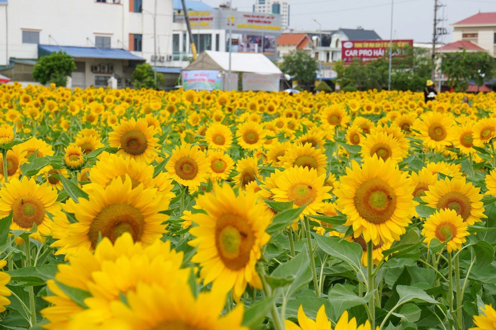 Cánh đồng hoa hướng dương (Nguồn: Internet) Cánh đồng hoa hướng dương (Nguồn: Internet)