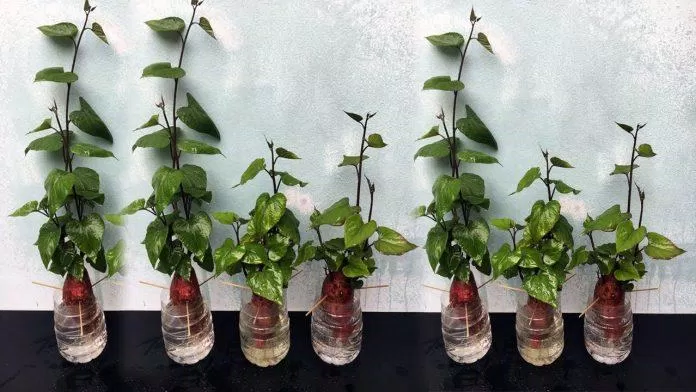 Những chậu cây từ khoai lang giúp tạo điểm nhấn độc đáo cho không gian sống. (Ảnh: Internet)