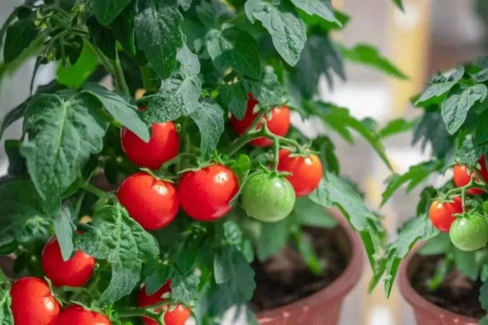 Cây cảnh từ cà chua mang lại một không gian xanh tươi mát cho ngôi nhà của bạn (Ảnh: Internet)