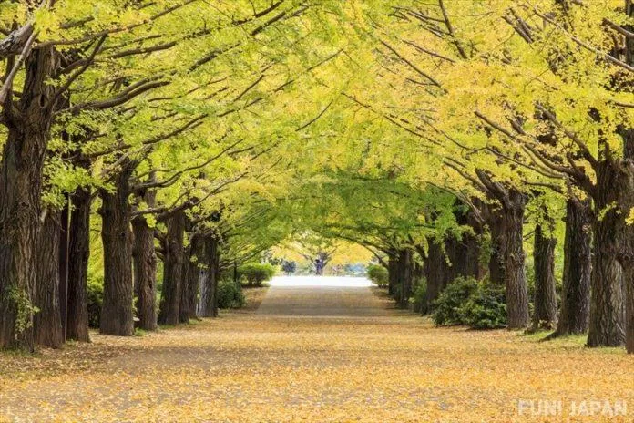 Công viên Meiji Jingu - nguồn: Internet