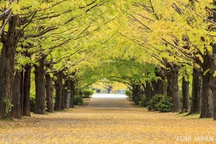 Công viên Meiji Jingu - nguồn: Internet Công viên Meiji Jingu - nguồn: Internet