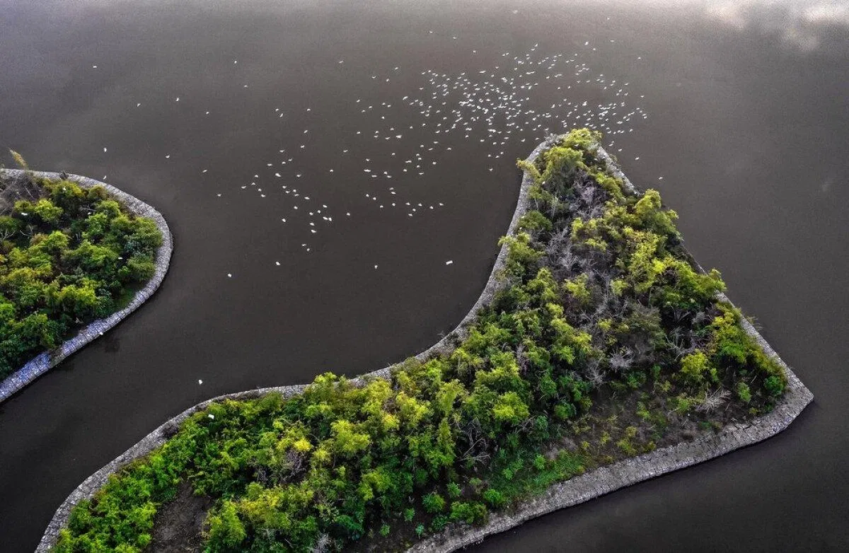 Đảo cò Chi Lăng (Nguồn: Internet) Đảo cò Chi Lăng (Nguồn: Internet)