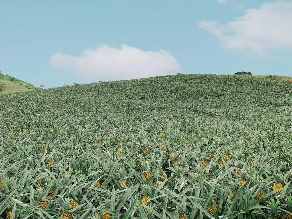 Đồi dứa Bảo Sơn (Nguồn: Internet) Đồi dứa Bảo Sơn (Nguồn: Internet)