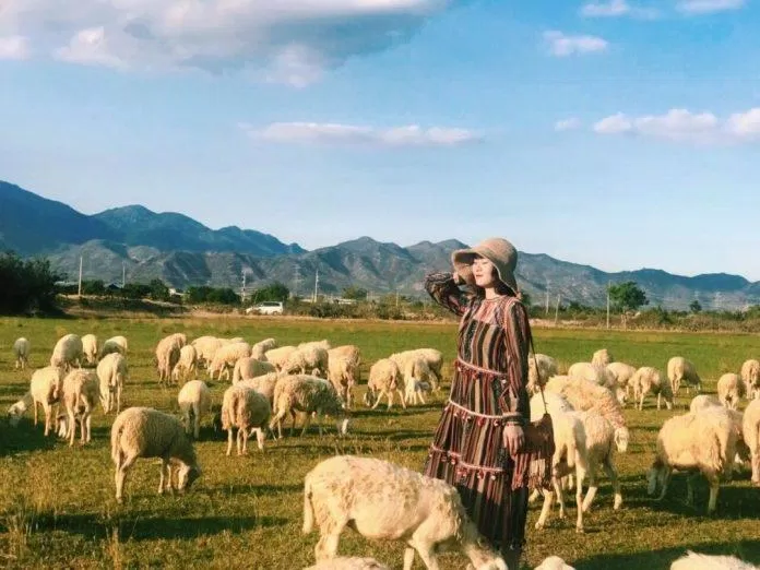 Đồng cừu An Hòa (Nguồn: Internet)