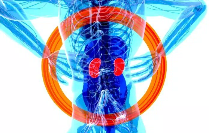 Các dấu hiệu cho thấy cần thải độc thận có thể giúp bạn thực hiện các bước chủ động để hỗ trợ sức khỏe của thận và thúc đẩy quá trình giải độc. (Nguồn: Internet) Các dấu hiệu cho thấy cần thải độc thận có thể giúp bạn thực hiện các bước chủ động để hỗ trợ sức khỏe của thận và thúc đẩy quá trình giải độc. (Nguồn: Internet)
