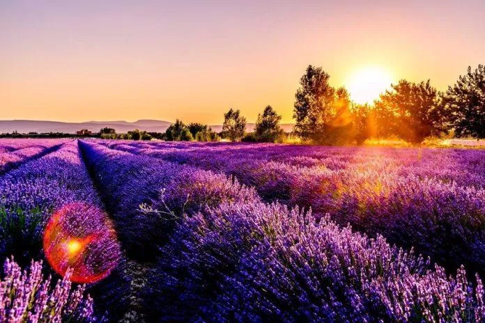 Lavender Fields (Cánh đồng hoa Oải Hương) - nguồn: Internet Lavender Fields (Cánh đồng hoa Oải Hương) - nguồn: Internet