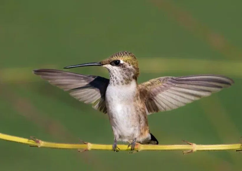 Màu rufous (Ảnh: Internet)