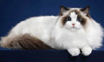 Mèo Ragdoll (Nguồn ảnh: Internet) Mèo Ragdoll (Nguồn ảnh: Internet)