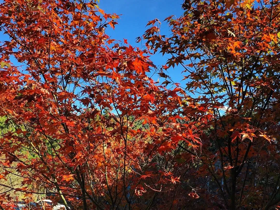 Rừng phong lá đỏ (Nguồn: Internet) Rừng phong lá đỏ (Nguồn: Internet)