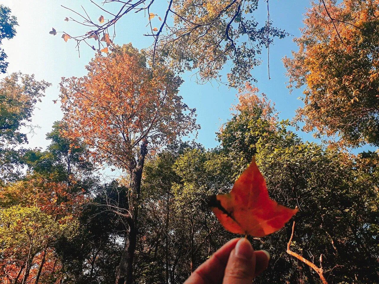 Rừng phong lá đỏ (Nguồn: Internet) Rừng phong lá đỏ (Nguồn: Internet)