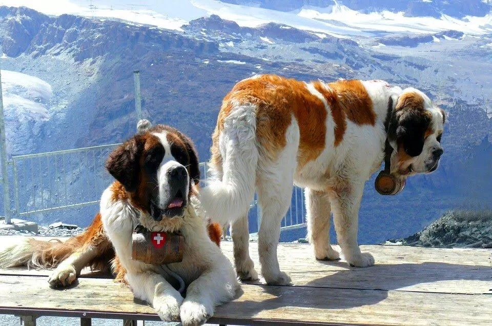 St. Bernard (Ảnh: Internet)