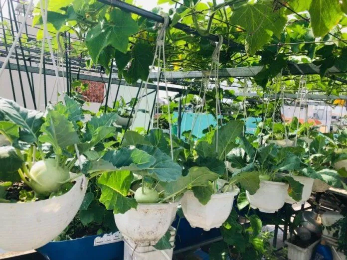Những chậu cây su hào vừa giúp trang trí không gian sống, vừa là nguồn dinh dưỡng dồi dào (Ảnh: Internet) Những chậu cây su hào vừa giúp trang trí không gian sống, vừa là nguồn dinh dưỡng dồi dào (Ảnh: Internet)