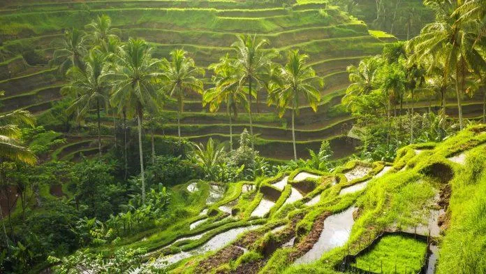 Ruộng bậc thang Tegallalang - nguồn: Internet Ruộng bậc thang Tegallalang - nguồn: Internet
