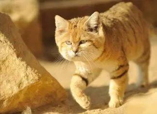 Mèo Cát - Vua của Sa Mạc (Nguồn: Internet).