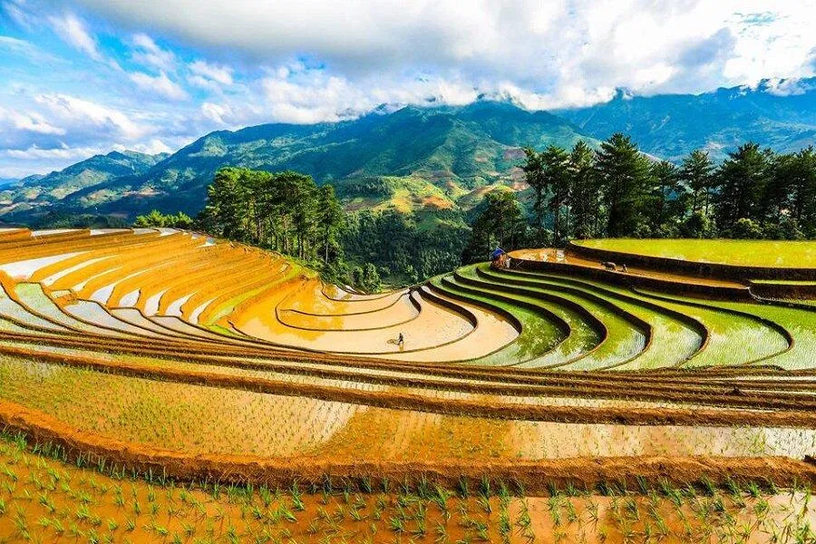 Vành móng ngựa (Nguồn: Internet)
