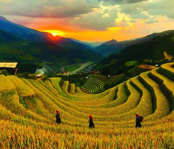 Vành móng ngựa (Nguồn: Internet)