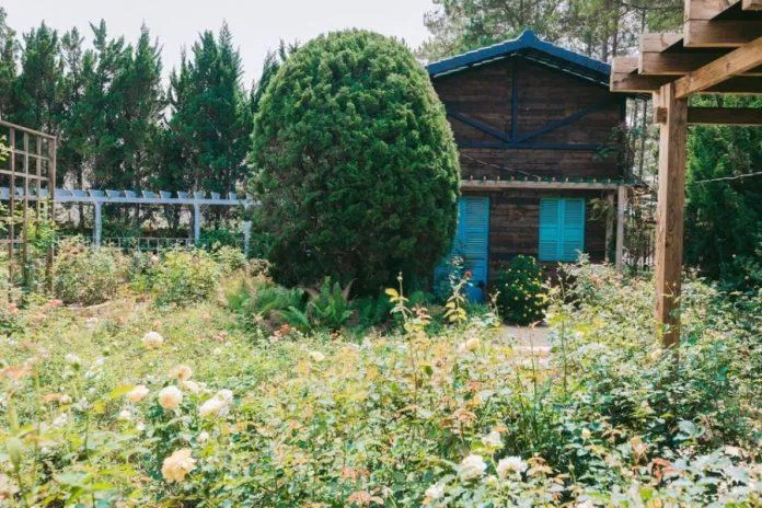 Vườn bonsai lá kim (Nguồn: Internet) Vườn bonsai lá kim (Nguồn: Internet)