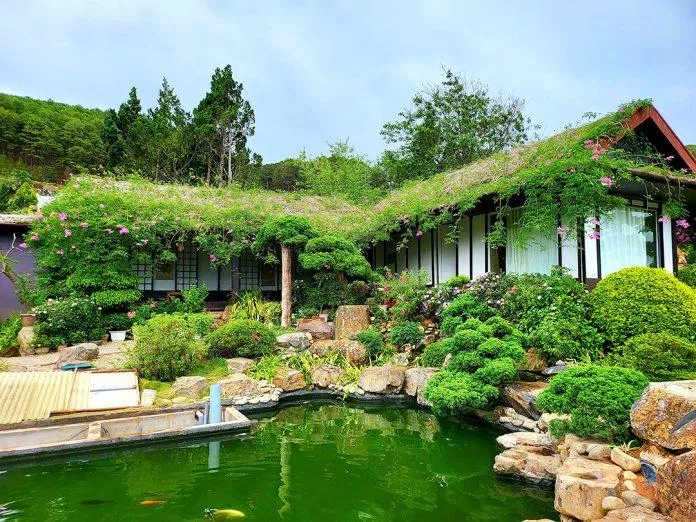 Vườn bonsai lá kim (Nguồn: Internet)
