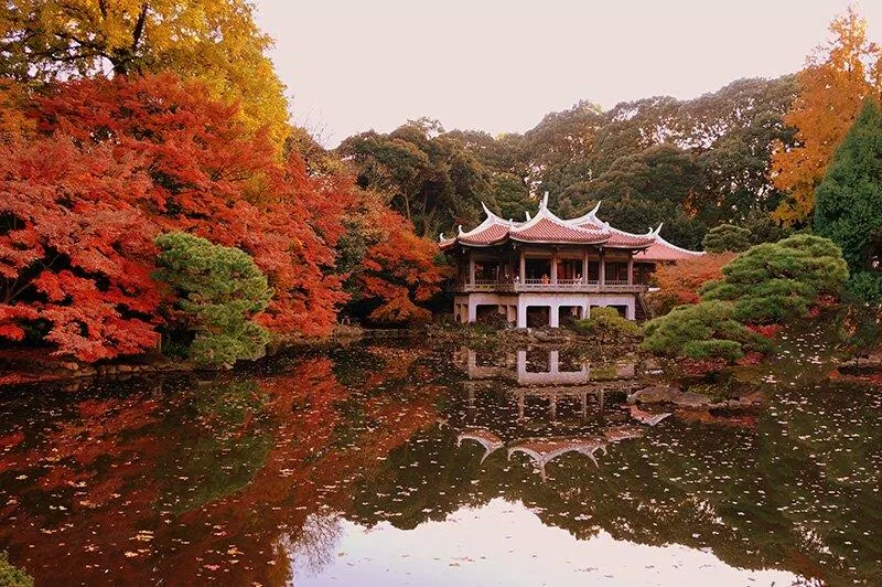 Vườn Quốc gia Shinjuku Gyoen - nguồn: Internet