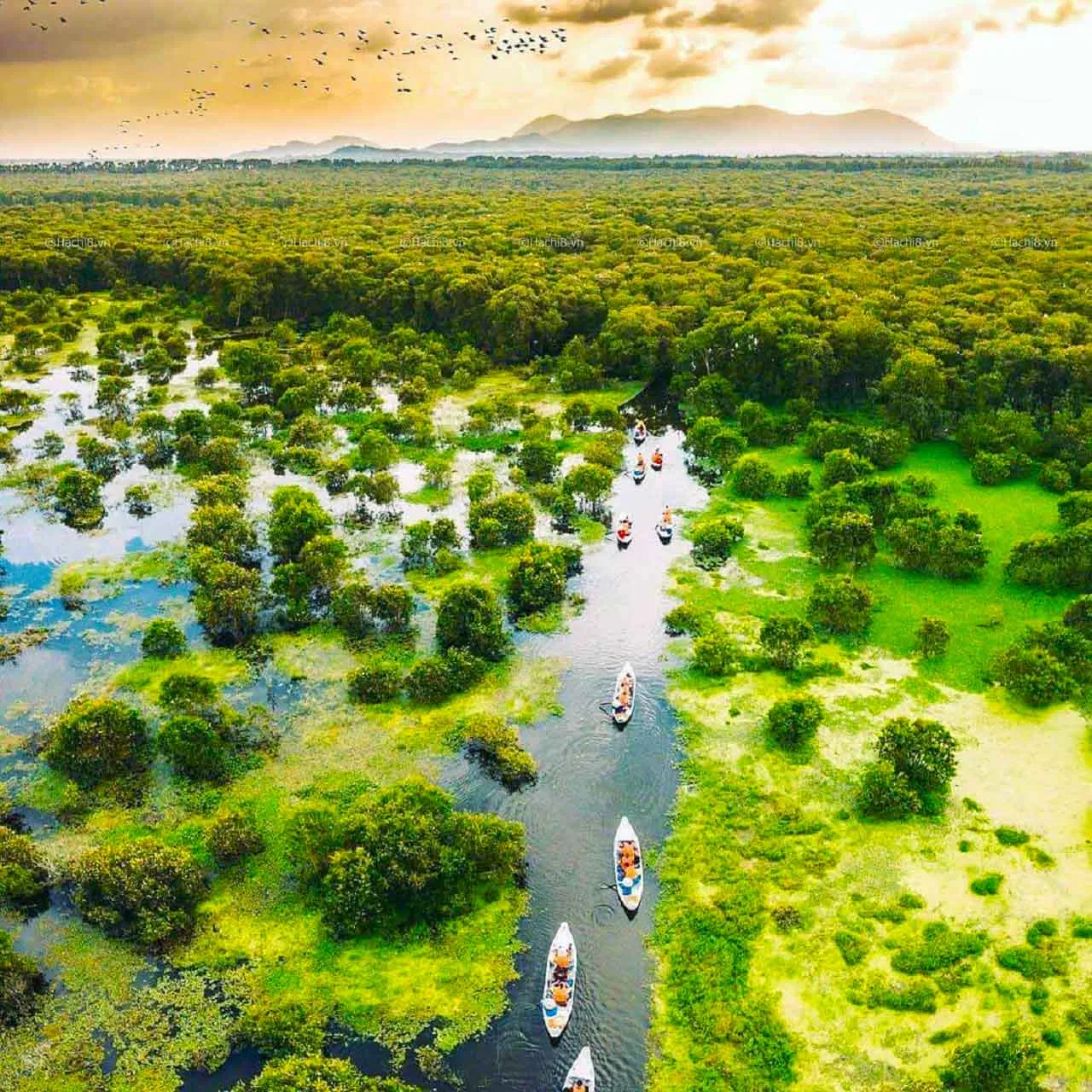 Rừng Tràm Trà Sư xanh mướt. Nguồn: Internet Rừng Tràm Trà Sư xanh mướt. Nguồn: Internet